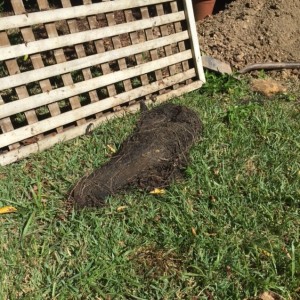 Blocked Drain in Collaroy                          